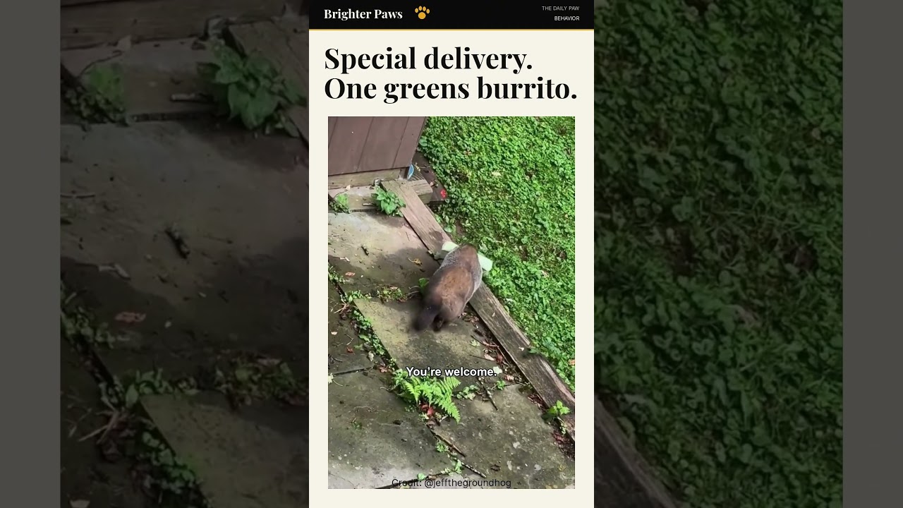 This Groundhog Gets Burritos Delivered to His Door