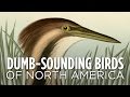 Dumbsounding birds of north america  skunk bear