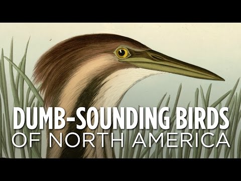 Dumb-Sounding Birds Of North America | SKUNK BEAR