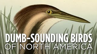 Dumb-Sounding Birds Of North America | SKUNK BEAR