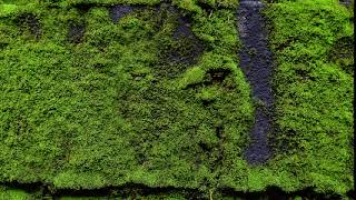 After Effects Training 波紋02