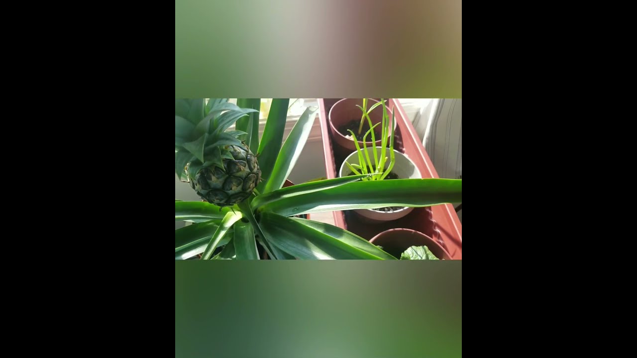 I Started A Garden During The Pandemic | 