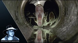 Python Eats Rat In Sewer 01