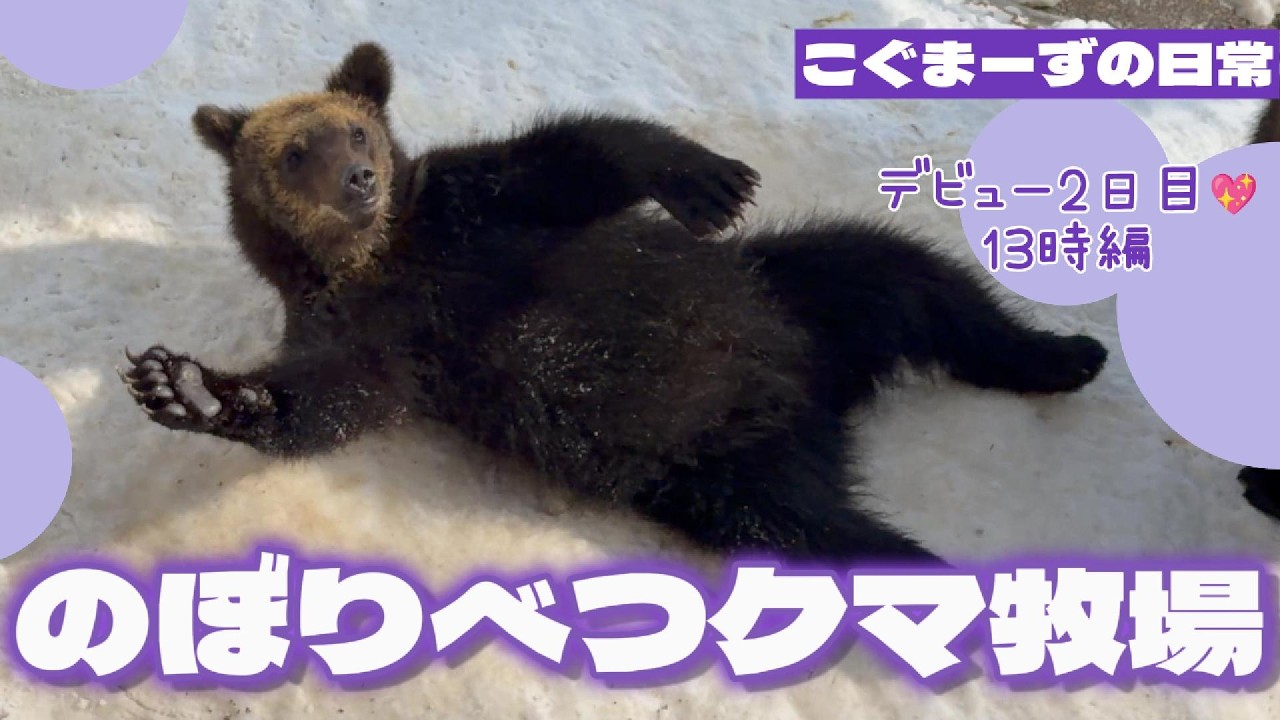 【2026/02②】こぐまーずの日常⭐︎デビュー2日目13時編