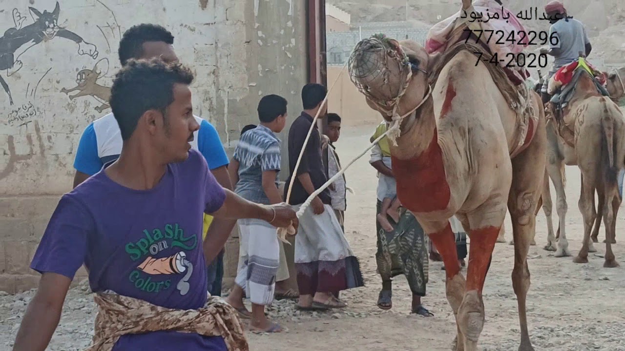 *وسط حضور عشرات الآلاف من المواطنين منطقة الجروب بمديرية #تريم تشهد أقامه أكبر سباق للهجن عصر يوم