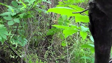 Swarm Trap Move w/Swarm Commander - 6 May 15