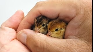 Quail Chick Hatching In My Hands