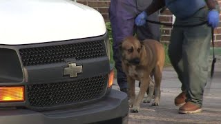 Man attacked, killed by dogs
