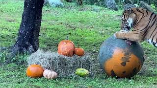 Greensboro Science Center animals want your pumpkins
