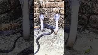 "Nature’s Fury: Two Cobras Attack Each Other!"