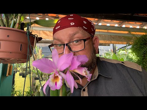 Vídeo: Quantas vezes por ano uma orquídea floresce em casa: características, fatos interessantes e recomendações