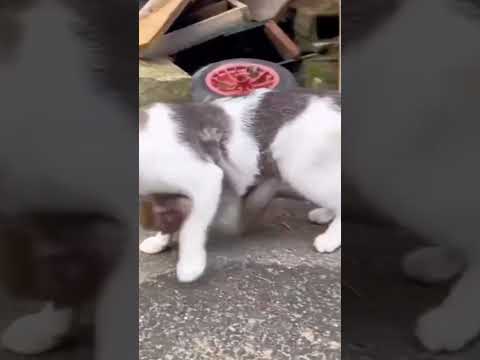Animal rescue. Животное спасатель. 👀💥🔥🐱🐵😍🥰 #nature #funny #wildlife #wow #приколы #cats #котэ