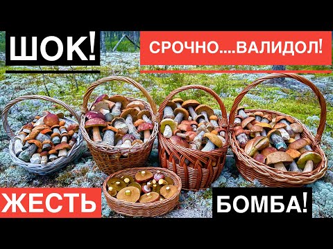 Дорога СМЕРТИ усеяна ГРИБАМИ! Белые грибы Подосиновики Грузди ВЗЯЛИ нас В ПЛЕН! Карелия 2023