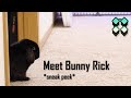 Meet Rick - My Holland Lop Bunny Rabbit *sneak peek*