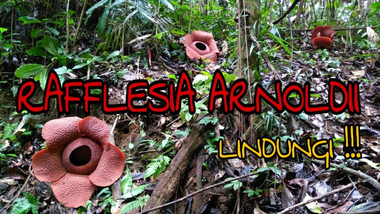  Bunga  Rafflesia  Arnoldii  Tumbuh Subur di  TNBBS Lampung 