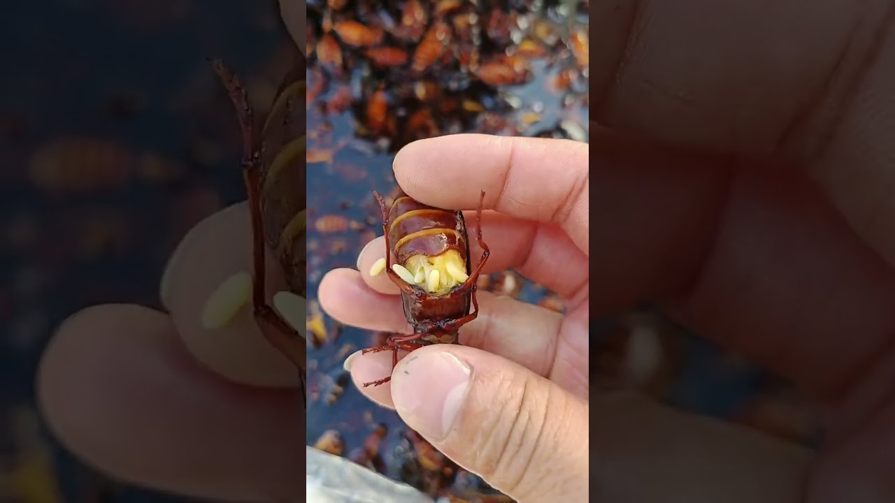 Countryside food but delicious 