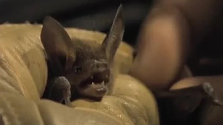 Discovering Rare Bat Species | Jungle Nights | BBC Earth