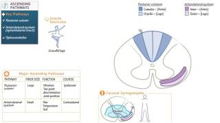 Neuroanatomy Ascending Spinal Cord Pathways