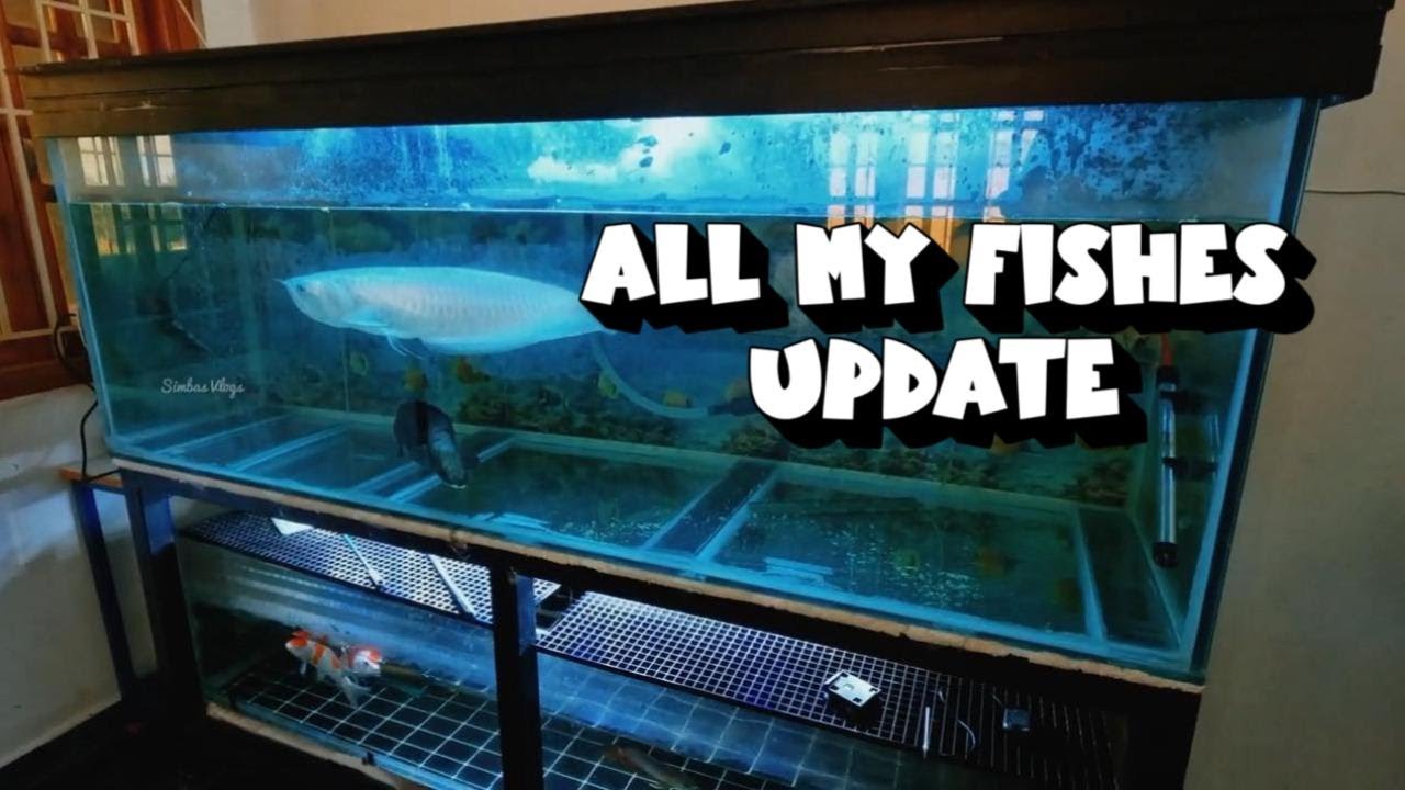 All my fish tank's & fishes update | Monster மீன்கள் | தமிழ் ...