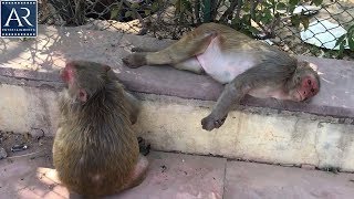 Many Monkeys Found in Govind Dev Ji Mandir, Jaipur | @PranksHotFunnyViralVideos