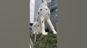 NYC Taxi on top of Dog at NYU Hospital