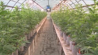 Cannabis growers showcase opening next week in Batavia