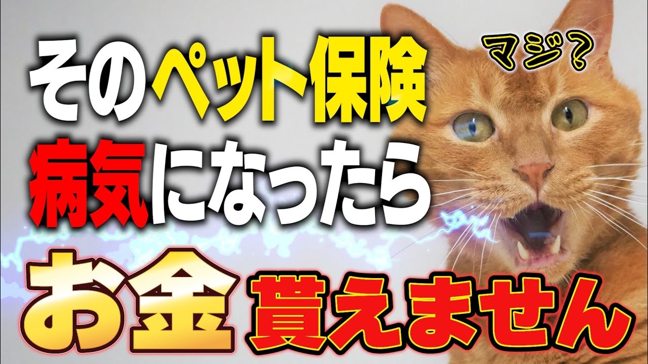 【暴露】獣医は絶対に入らないペット保険の話