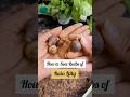 How to plant Rain Lilly Bulbs #rainlilly #shortsvideo