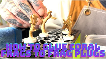 How to Glue Coral Frags to Frag Plugs