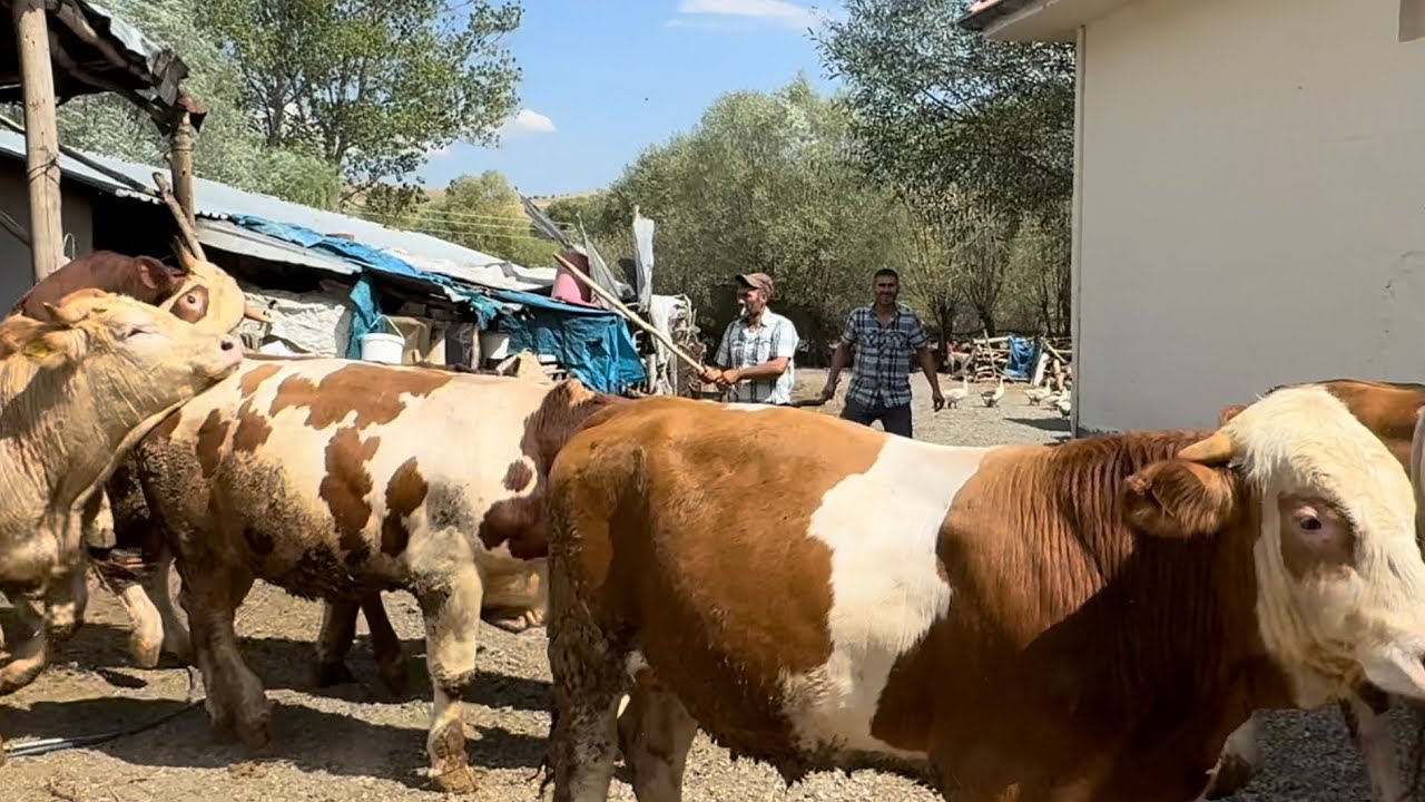 BOĞALARI SATIN ALDIK