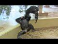 リュウ家族と双子ガール  217  Ryu family & twin girls  chimpanzee