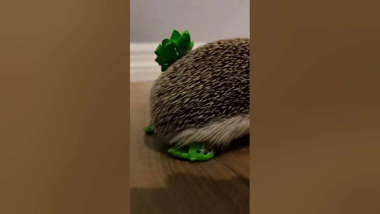 new-year-s-hedgehogs-in-flip-flops-spread-the-word-urgently