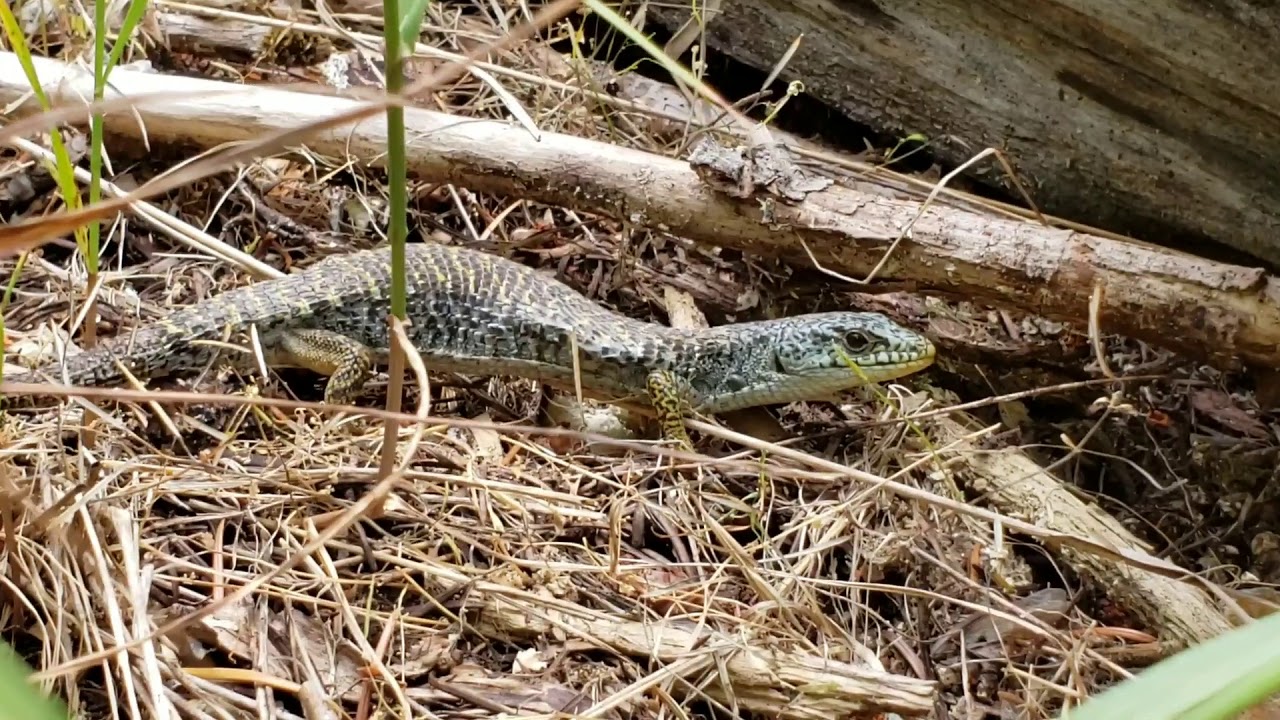 (#119) Alligator Lizards, Rare Lilies & $5 Burritos