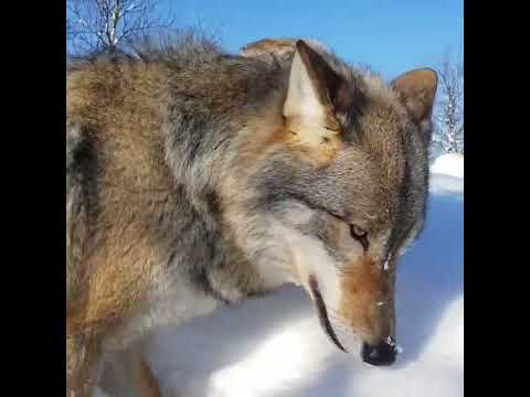 Wolf howling compilation ❤️🐺