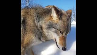 Wolf howling compilation ❤