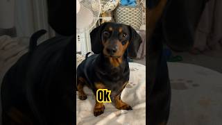 #fyp #dachshund #love #cute #dog #youtubeshorts #ytshorts #shortvideo #viral #shorts #short #youtube