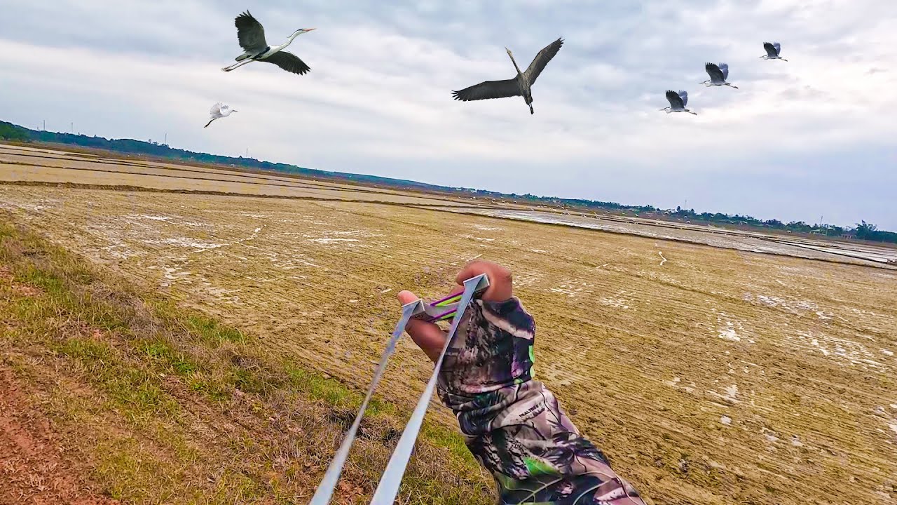 Ná cao su - truy lùng cò trắng || slingshot hunting