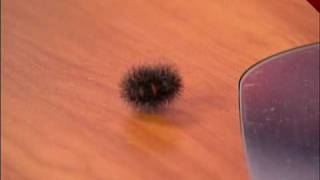 Catterpillar Predicts Hard Winter