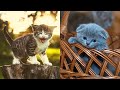 😺 💖 😂 Cute and Funny Cats and Kittens Videos Compilation, May 2021 | Cute and Funny Animals