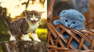 😺 💖 😂 Cute and Funny Cats and Kittens Videos Compilation, May 2021 | Cute and Funny Animals by Cute and Funny Animals 236 views 2 years ago 10 minutes, 50 seconds