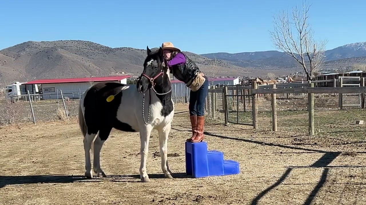 Gate Training Bitless and Bareback with Clicker Training and Positive Reinforcement