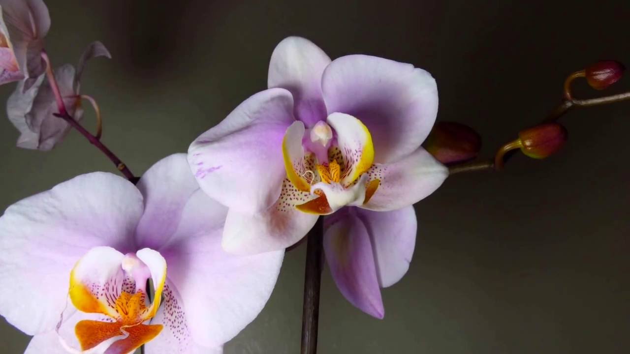 Timelapse Of Orchid Flower Opening YouTube