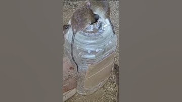 Small Plastic Bottle Rat / Mouse Trap / DIY Homemade 2021 Part 04