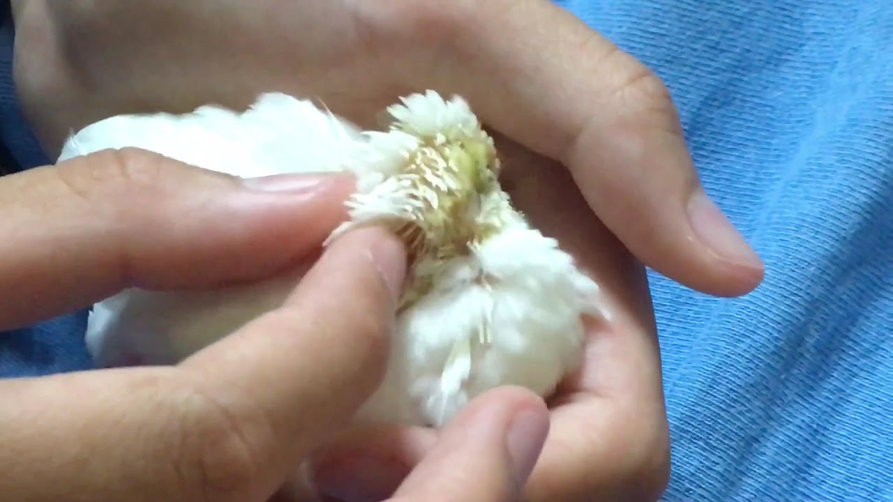 手乗りうずら カキカキ うとうと 白ヒメウズラ ヒナ Youtube 手乗りうずら カキカキ うとうと 白ヒメウズラ ヒナ Youtube
