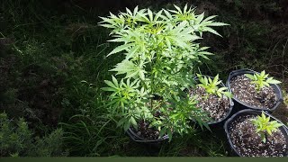 Guerilla grow 2026🪴🥳🪴🥳🪴