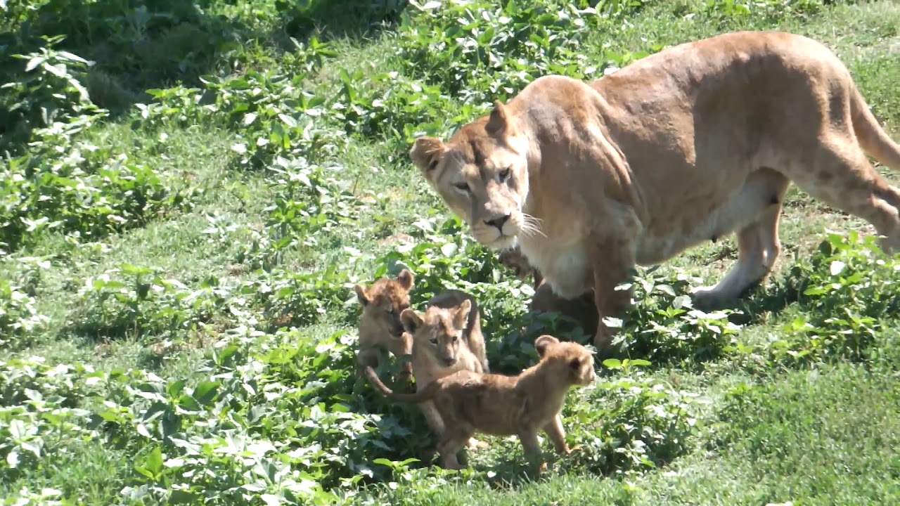человек-лев парк львов тайган. парк львов тайган в крыму. лев чип тайган. тайган и мы ютуб. тайган и мы ютуб.