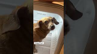 Doggy Hair Dryer! HobbyFlappy in his box. #doggydryer #dogdryer #hobbyflappy