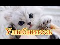 Приколы с котами| Добрый позитив| Видео про котов| Кошки|Животные|Создай себе хорошее настроение