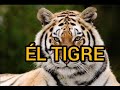 El TIGRE VIDEO PARA NIÑOS DE TODAS LAS EDADES