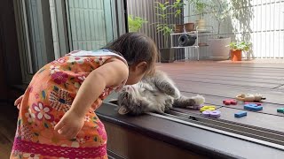 マイペースを貫く猫　ノルウェージャンフォレストキャット　A cat that moves at its own pace.Norwegian Forest Cat.